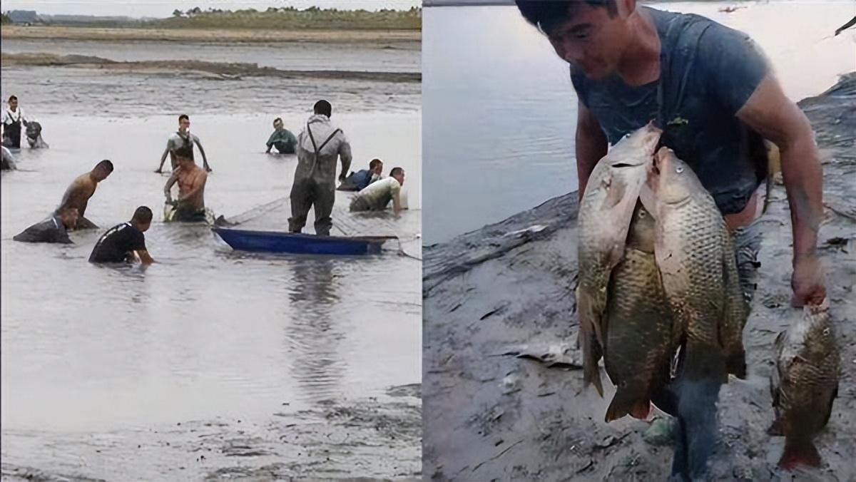 干旱对生态环境有什么影响，安徽湖泊水位大降引万人抓鱼景象