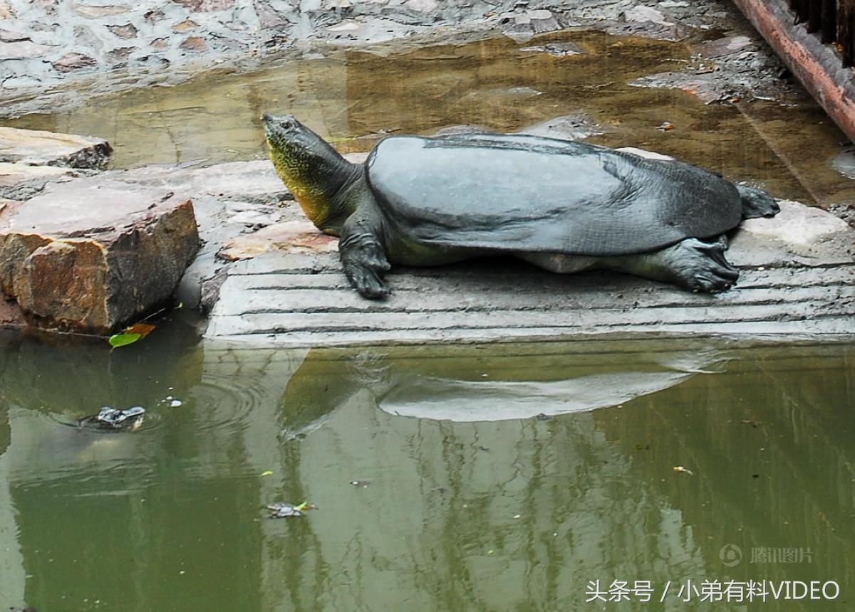 中国10种濒临灭绝的动物一览，保护环境，人人有责