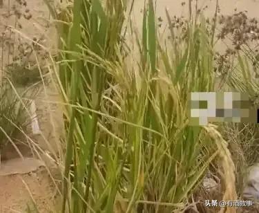 海水能种稻谷吗，广西男子在海边发现成熟稻谷