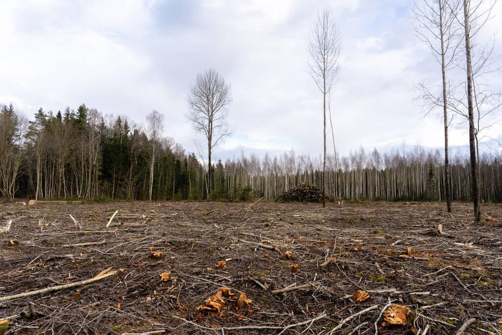 欧洲今年要怎么过冬2022，木柴在欧洲成为抢手取暖商品