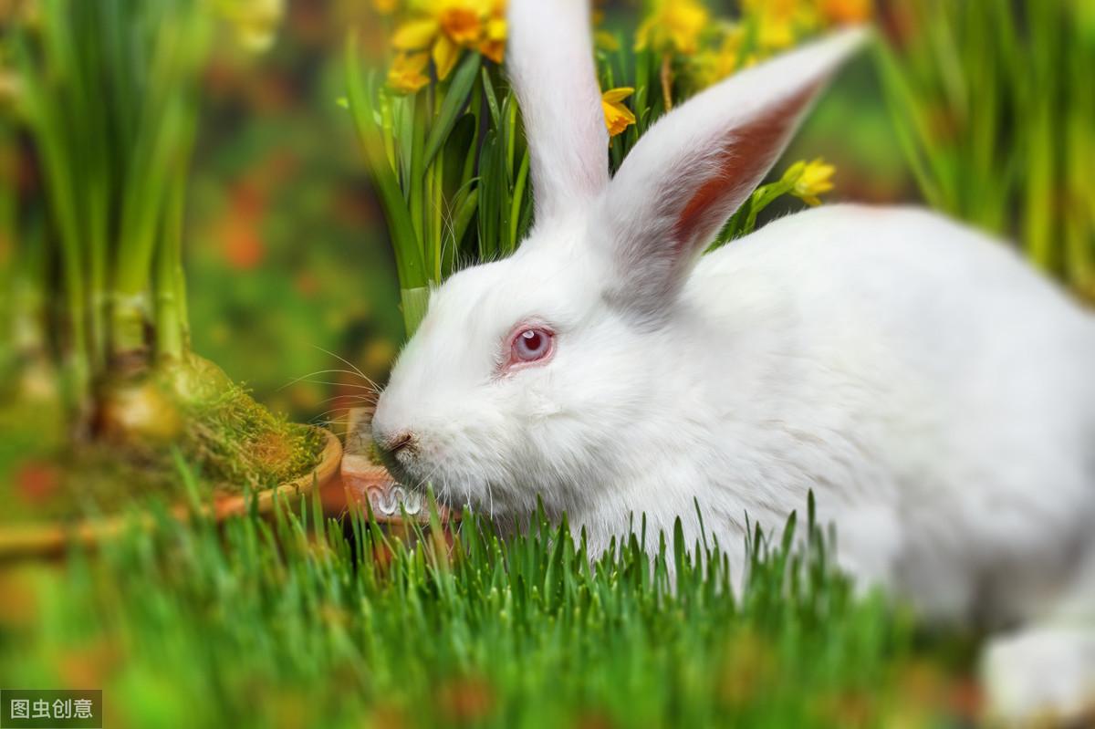灰兔的眼睛为什么是灰色的，90%人不知道的小兔子冷知识分享