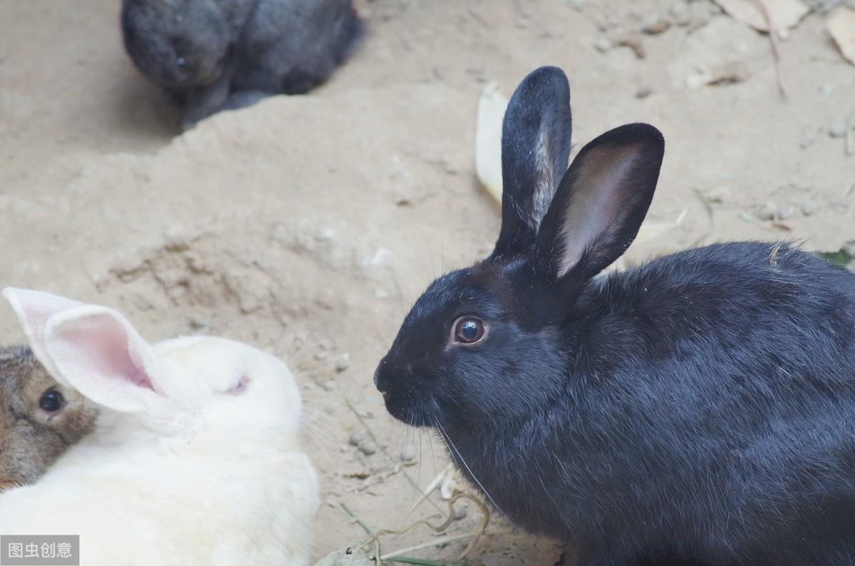 灰兔的眼睛为什么是灰色的，90%人不知道的小兔子冷知识分享