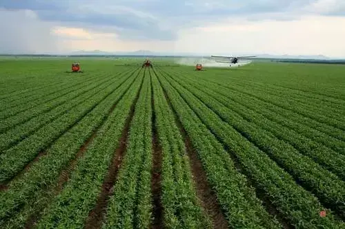 中国哪里的大豆最好，国内大豆种植面积前五强排行