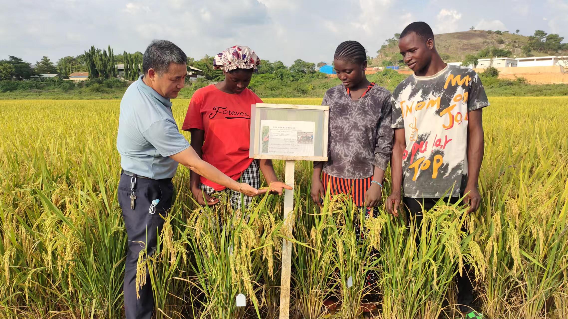 非洲适合种水稻吗，中国绿色超级稻扎根非洲